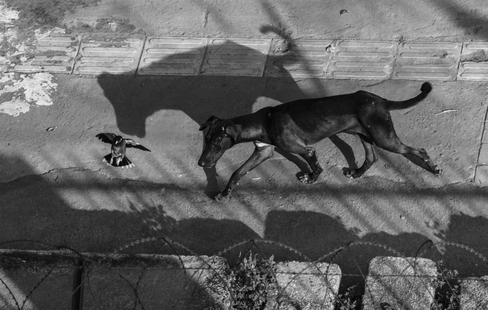 Photograph by Ajith Maniyan