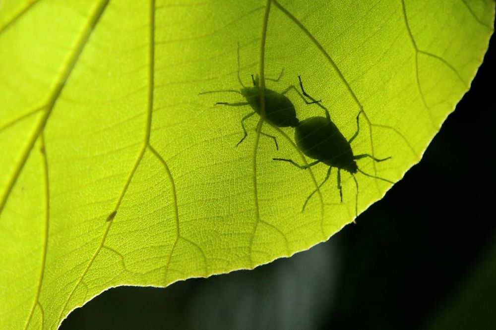 Photograph by Ajith Maniyan