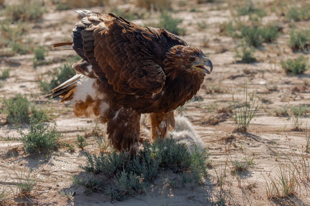 Photograph by Кирилл Мазазолин