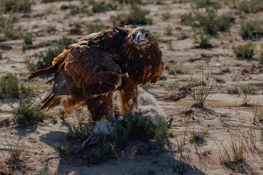 Photograph by Кирилл Мазазолин