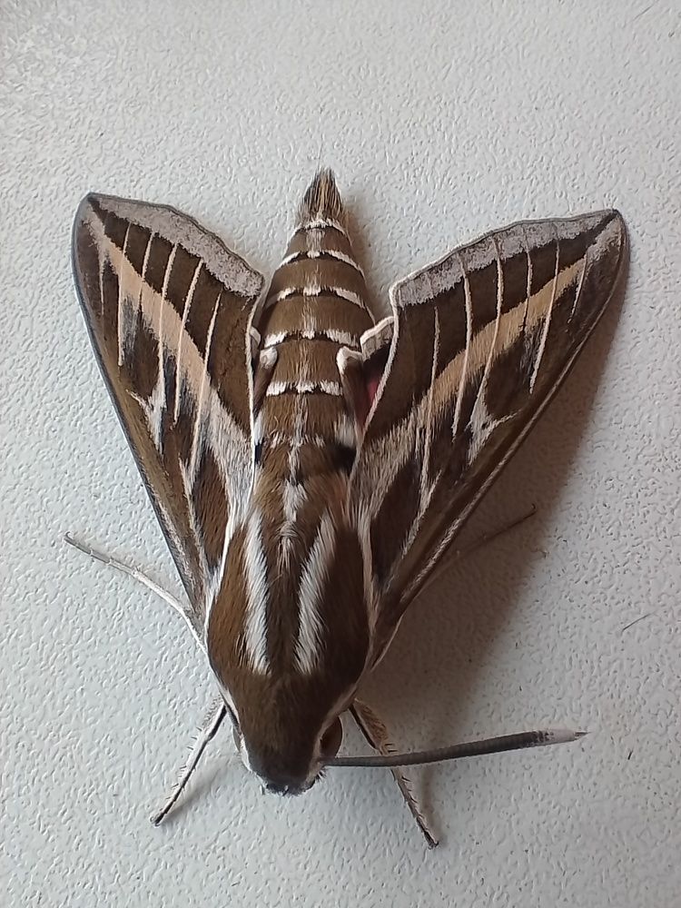 Photograph by Елена Мясникова