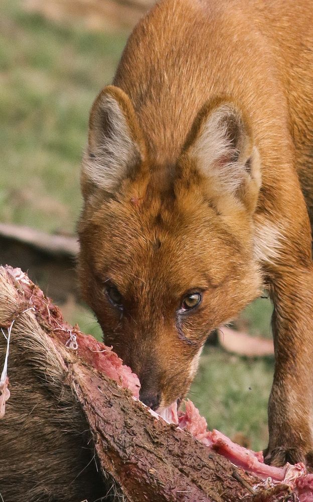 The Asiatic wild dog on kill