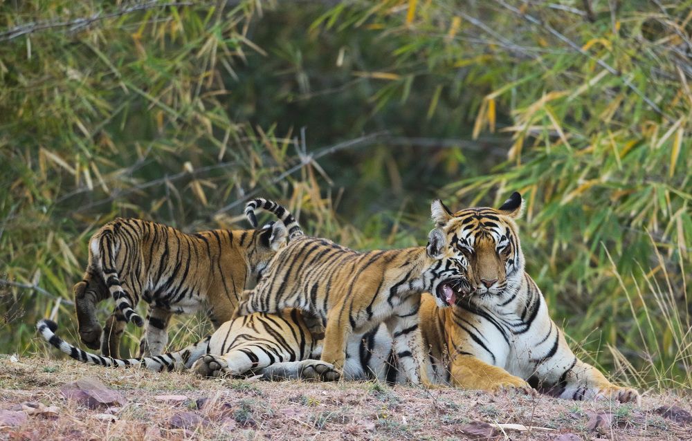 Tigress and her Cubs