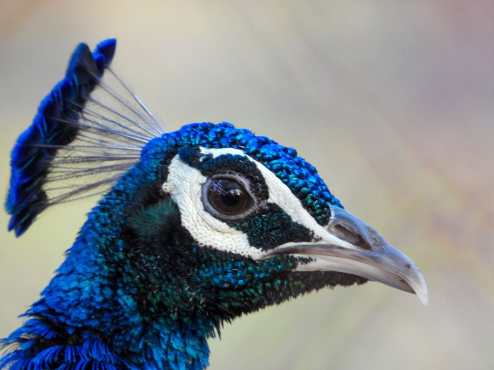 India's National Pride: The Peacock’s Beauty