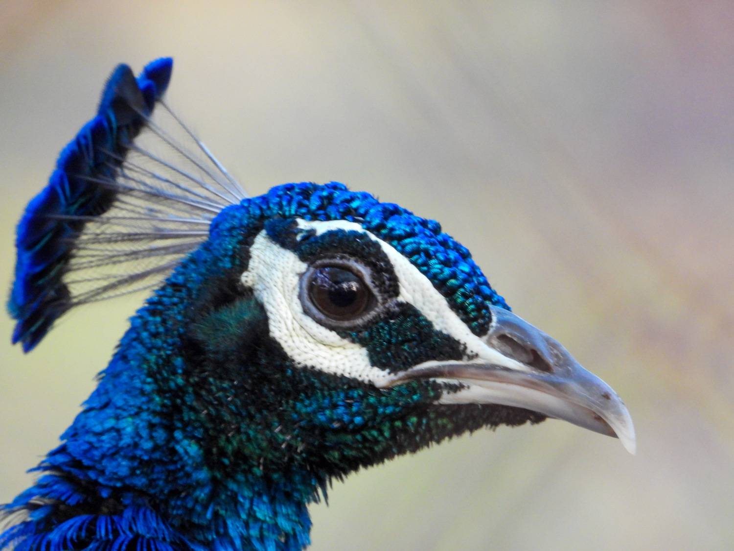 India's National Pride: The Peacock’s Beauty