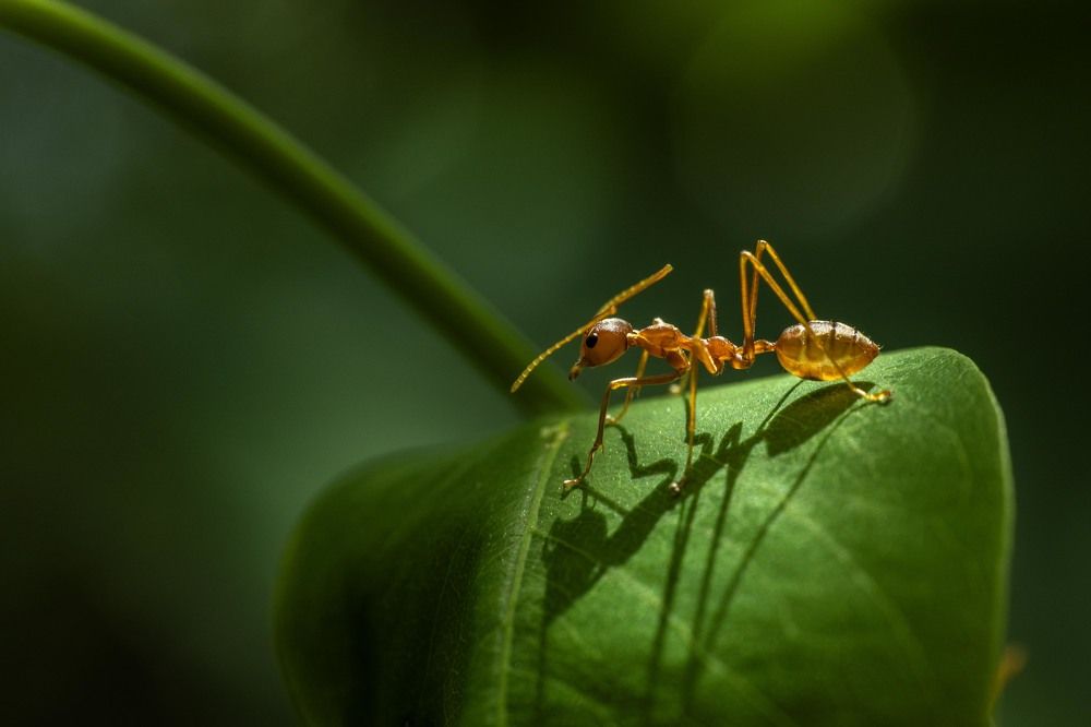 Photograph by Ajith Maniyan