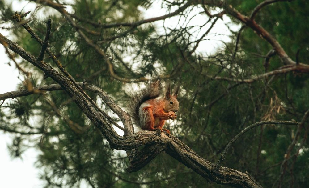 Photograph by Галчонок Ахмерова