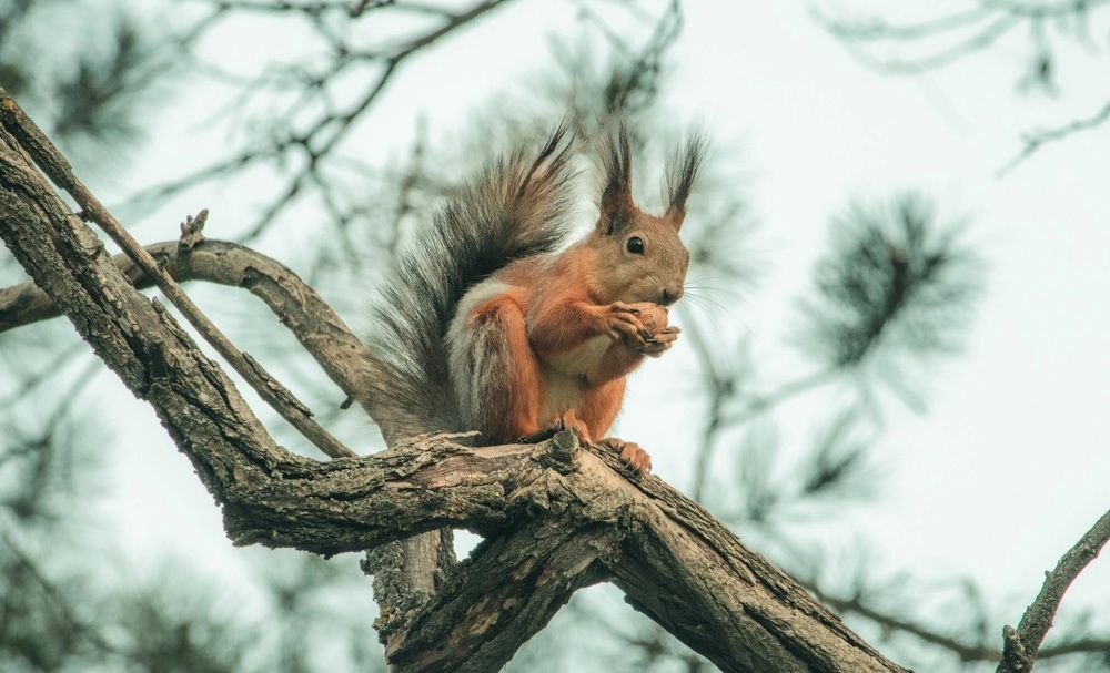 Photograph by Галчонок Ахмерова
