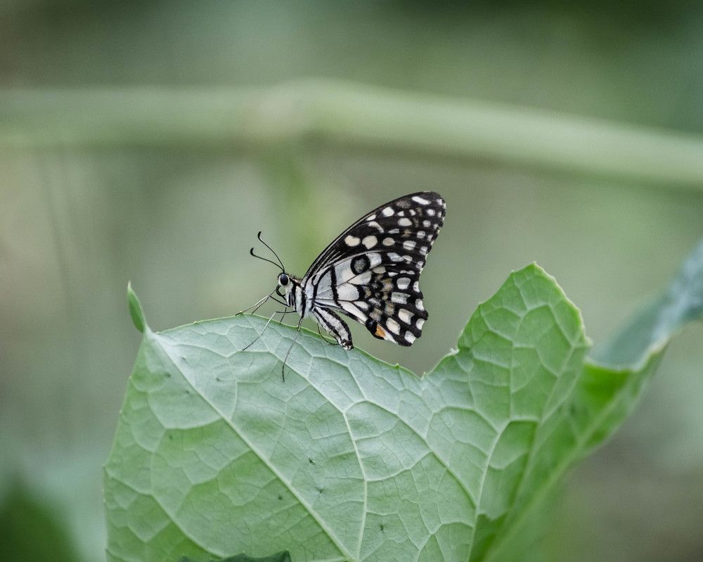 Photograph by Jamal Uddin