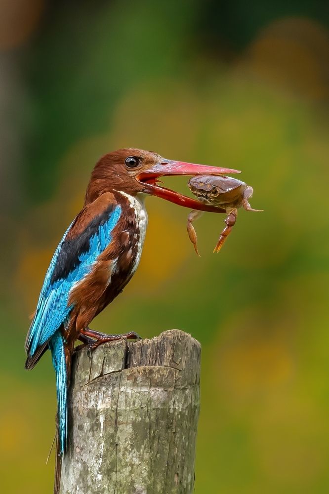 White thorated Kingfisher catch