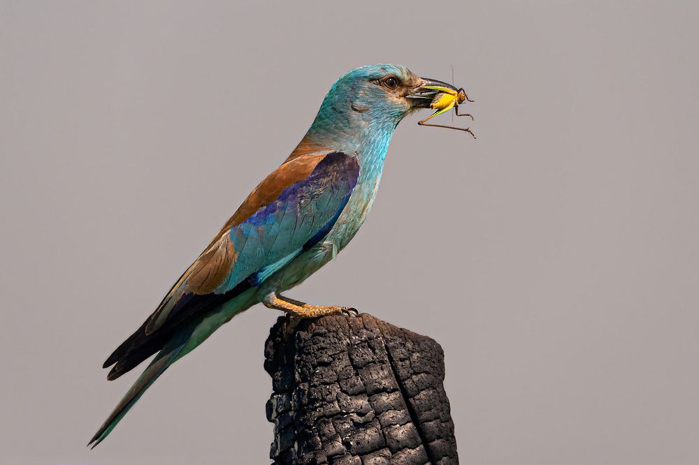 Photograph by Faller Tamás