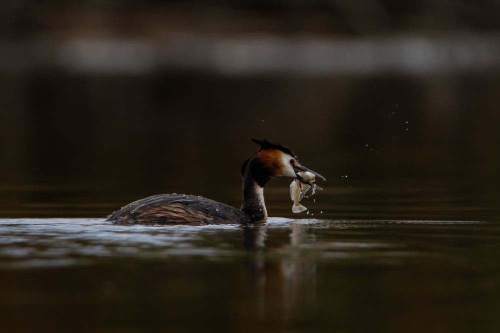 Photograph by Алёна Газукина