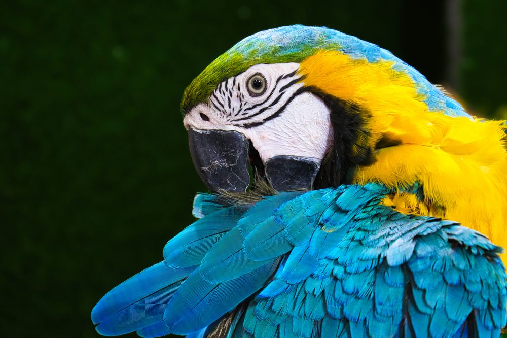 Photograph by Vimal Ram S