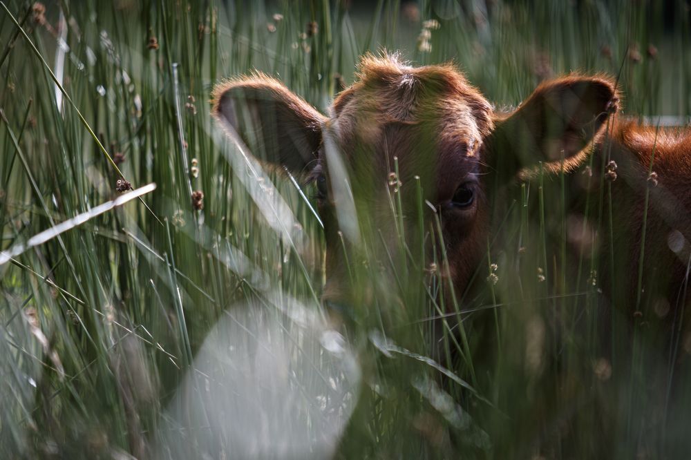 Photograph by Francisco Paredes