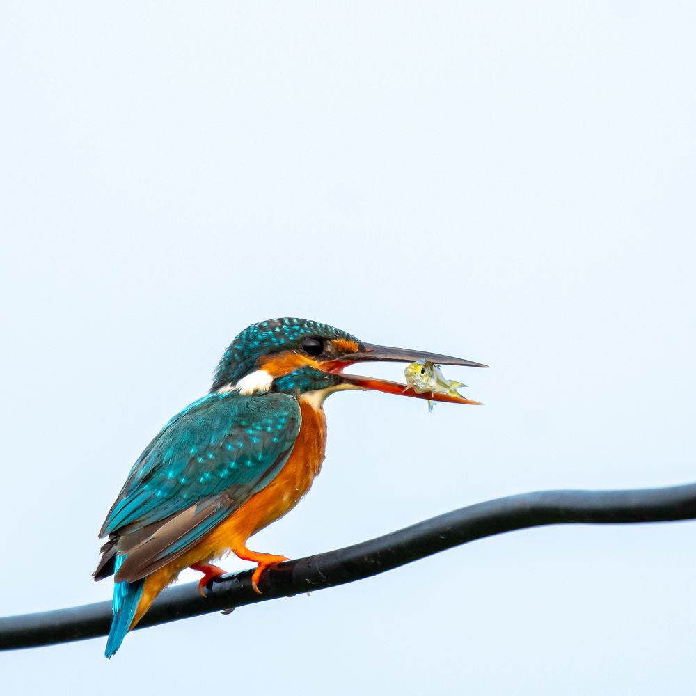 Фотография автора Sriram kumar