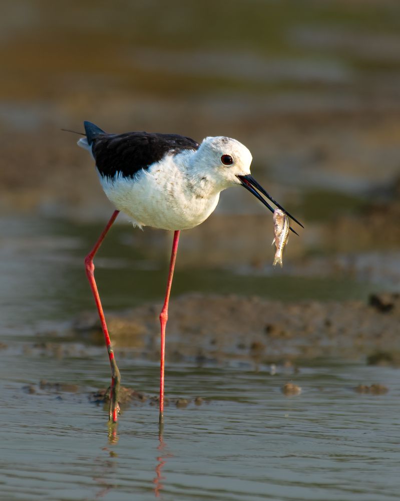 Фотография автора Sriram kumar