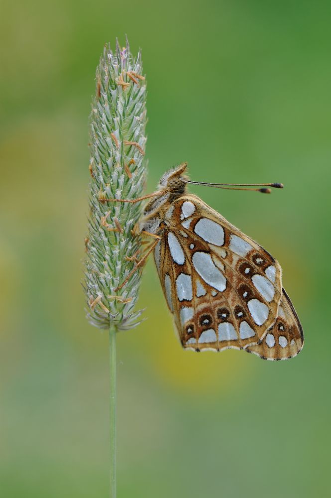 Радость бытия.