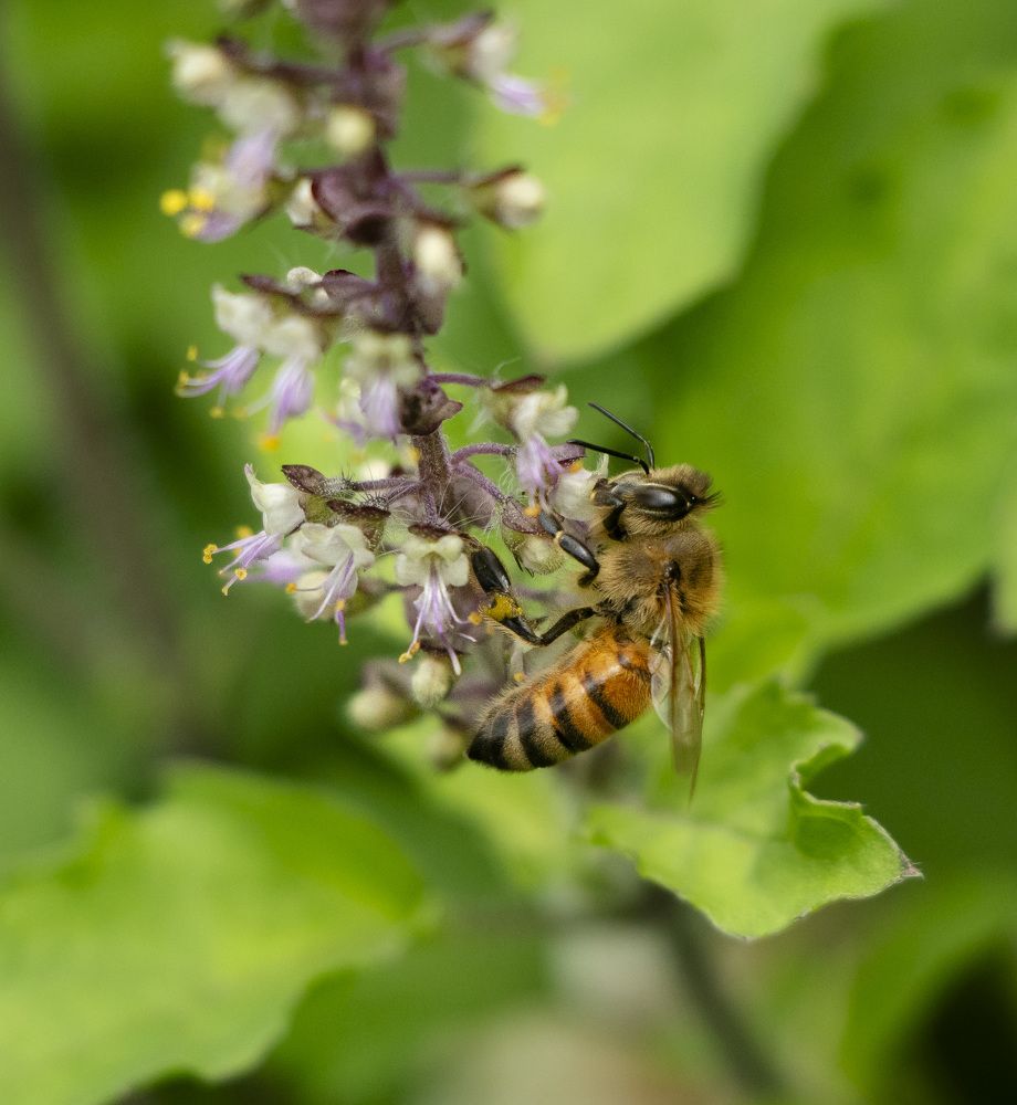 Фотография автора Rudra Prasad Dhungana