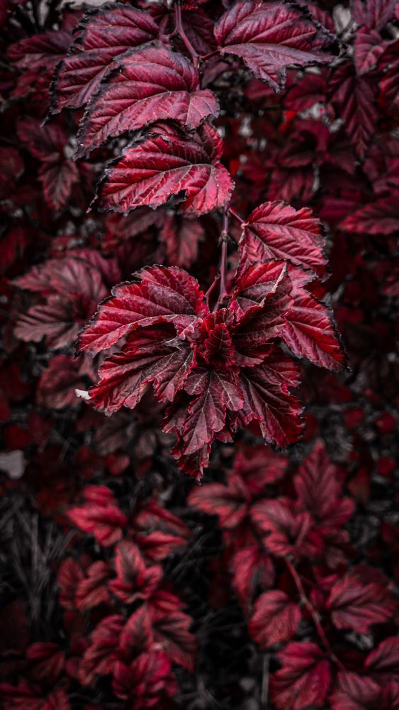 Краски осени