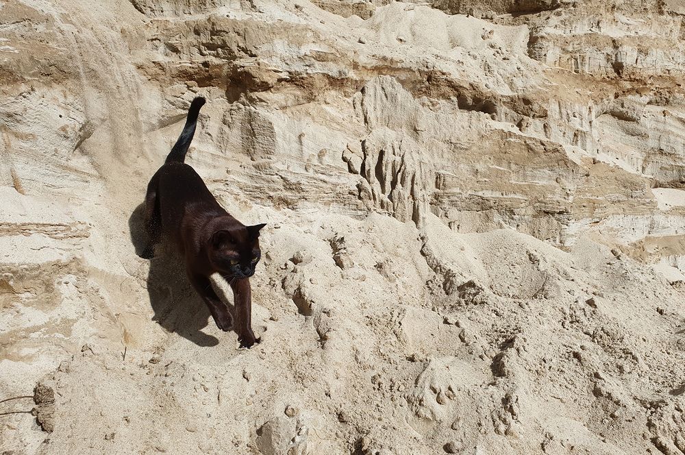 Фотография автора Надежда Лисицына