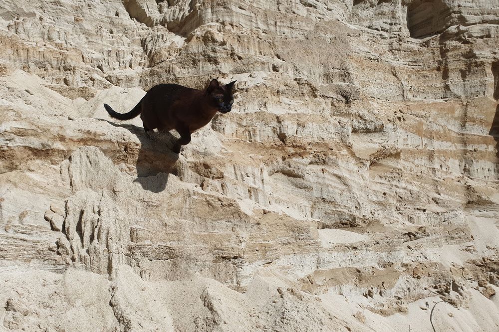 Фотография автора Надежда Лисицына