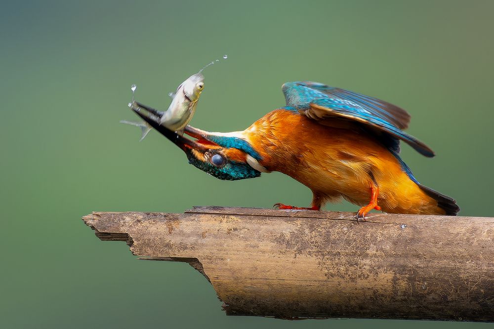 Photograph by Prince Paul Joy