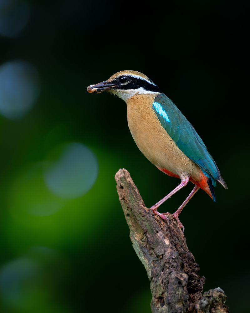 Photograph by Prince Paul Joy