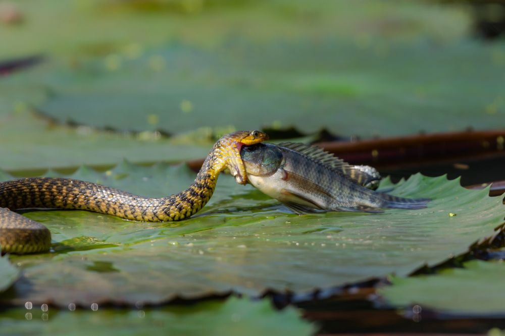 Photograph by Prince Paul Joy