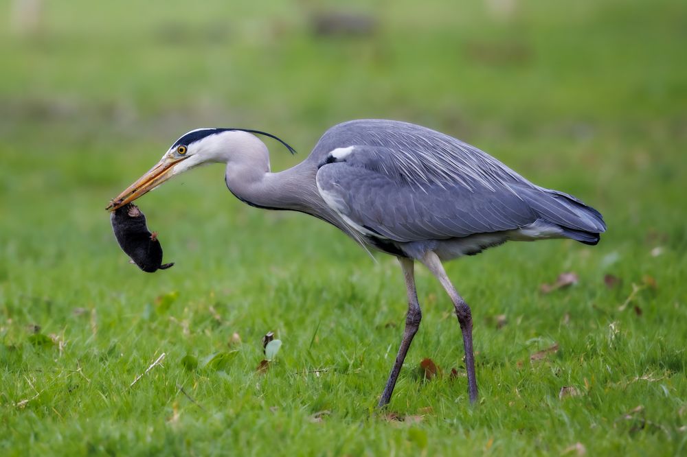 Photograph by Ellen Lichtenheldt