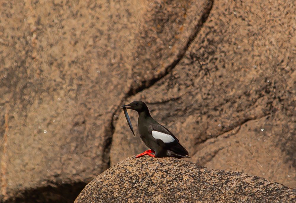 Фотография автора Александр Довганюк