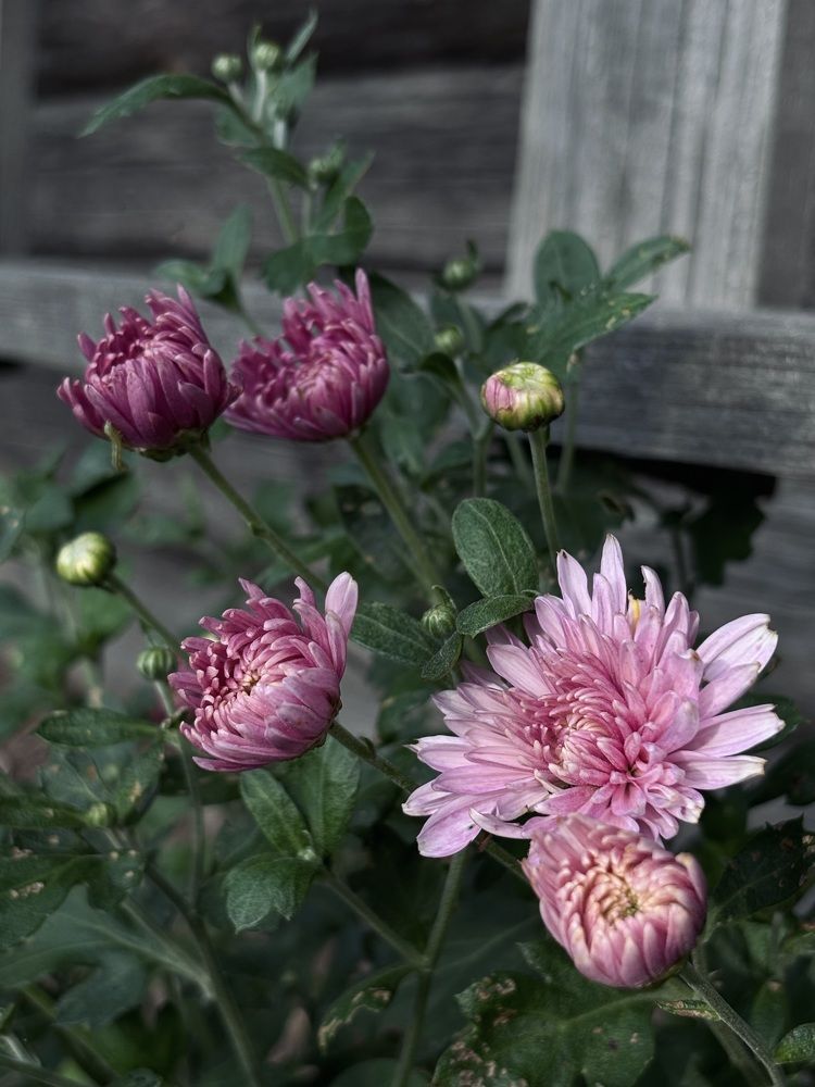 Photograph by Halina Mitsevich