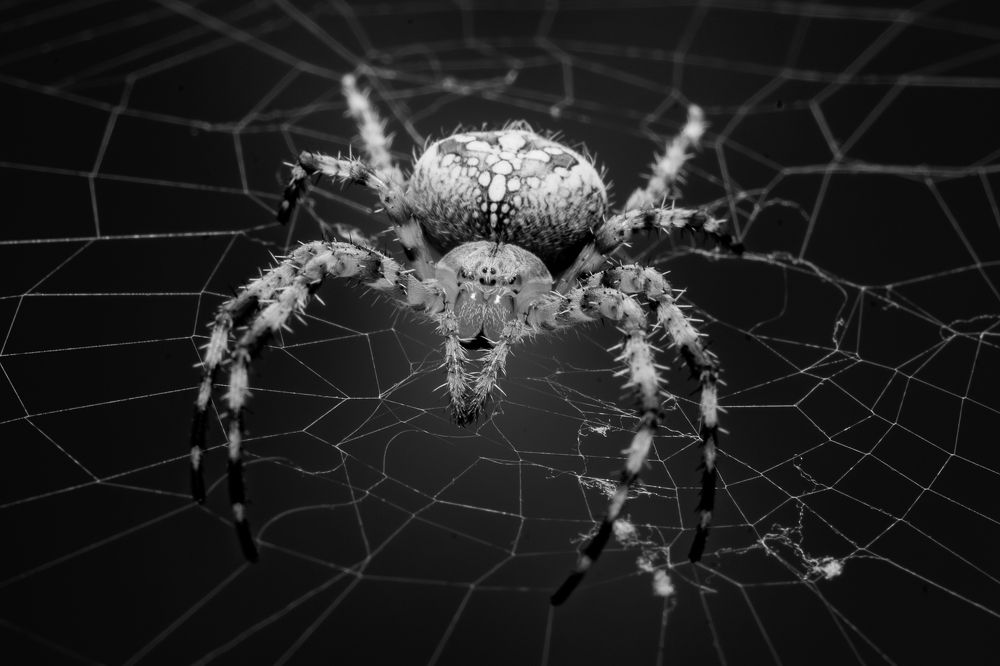 Photograph by Алексей Соймин