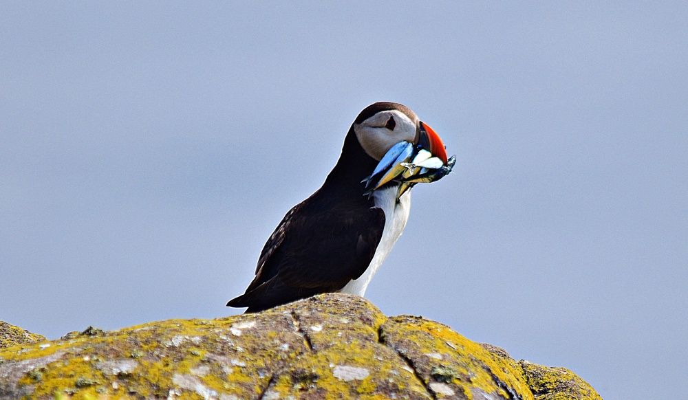 Puffin
