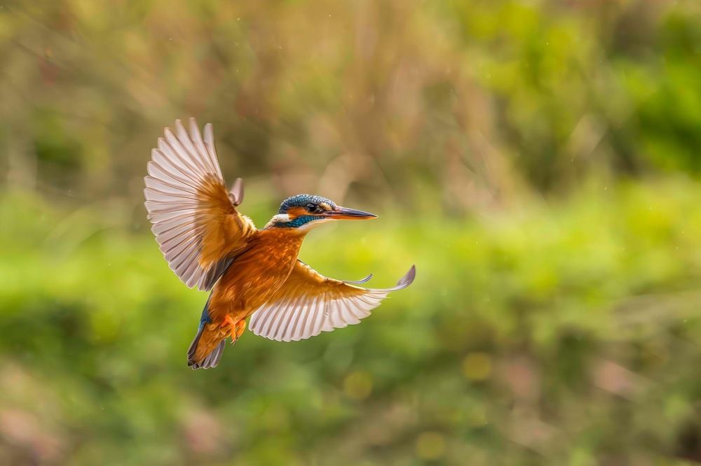 Kingfisher in fly