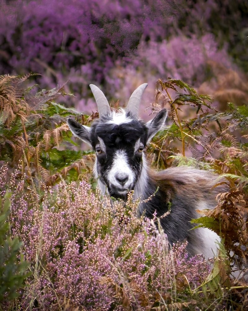 Фотография автора Michael Gault