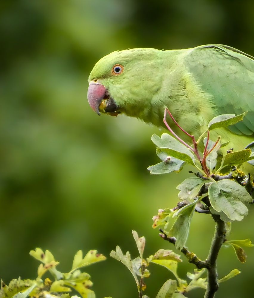 Фотография автора Michael Gault