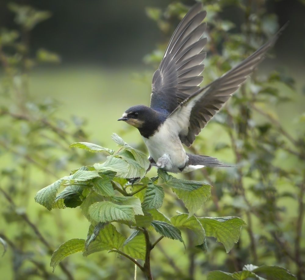 Фотография автора Michael Gault