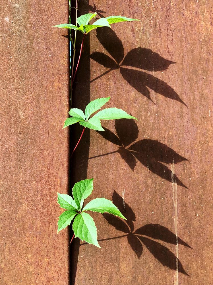 любопытные