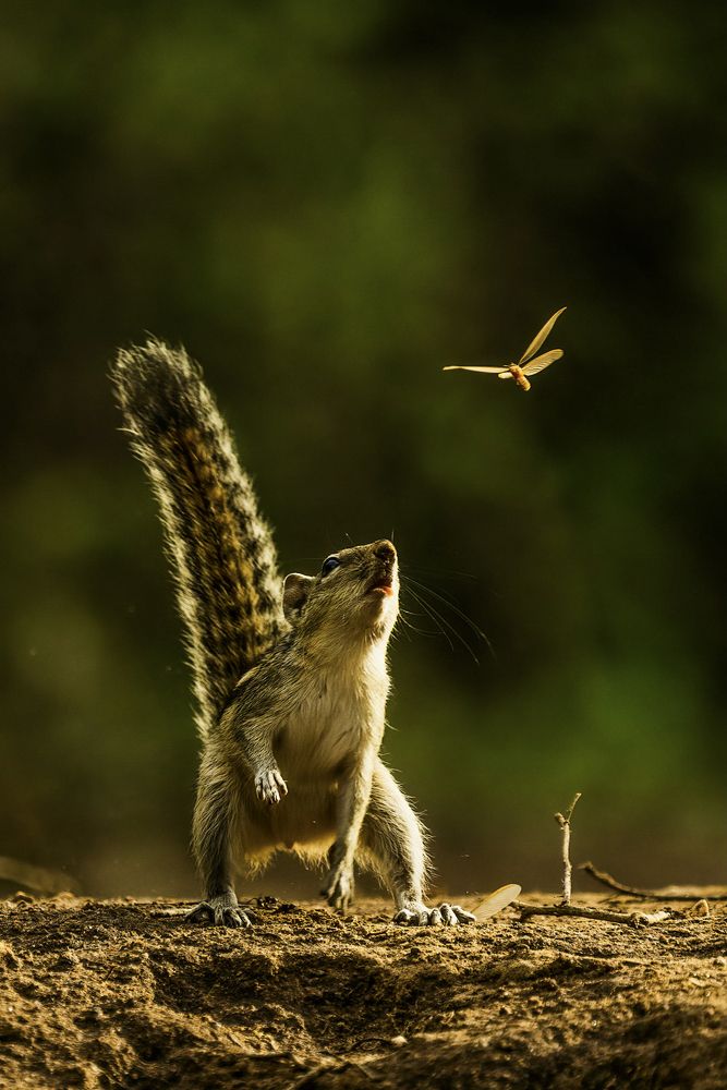 Photograph by Naveen Kumar