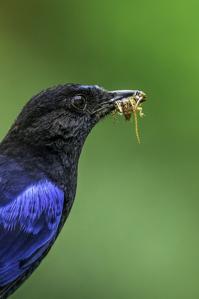 Фотография автора Naveen Kumar