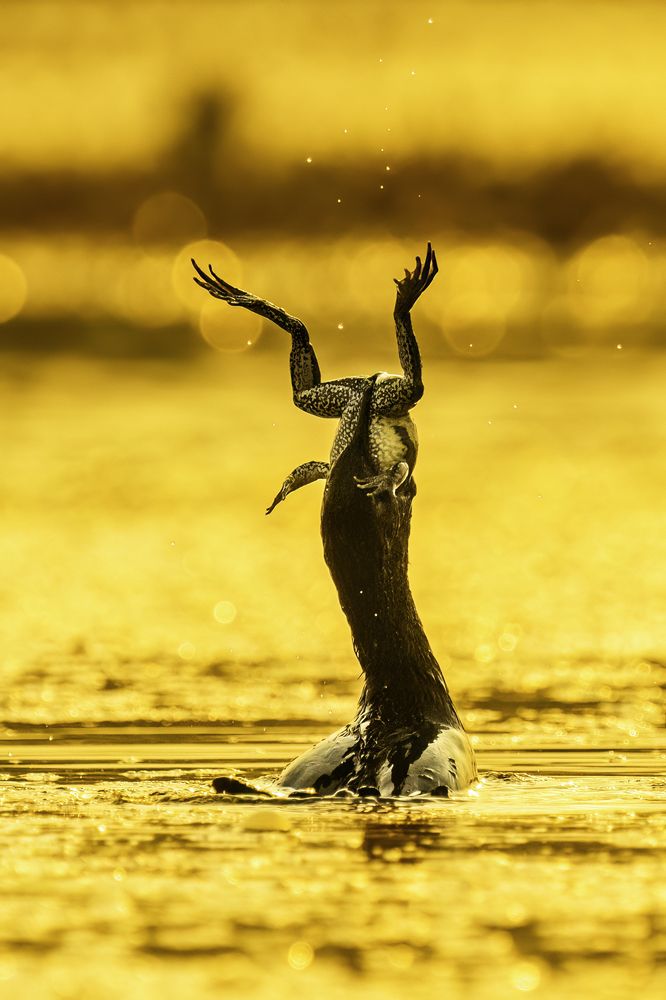 Photograph by Naveen Kumar