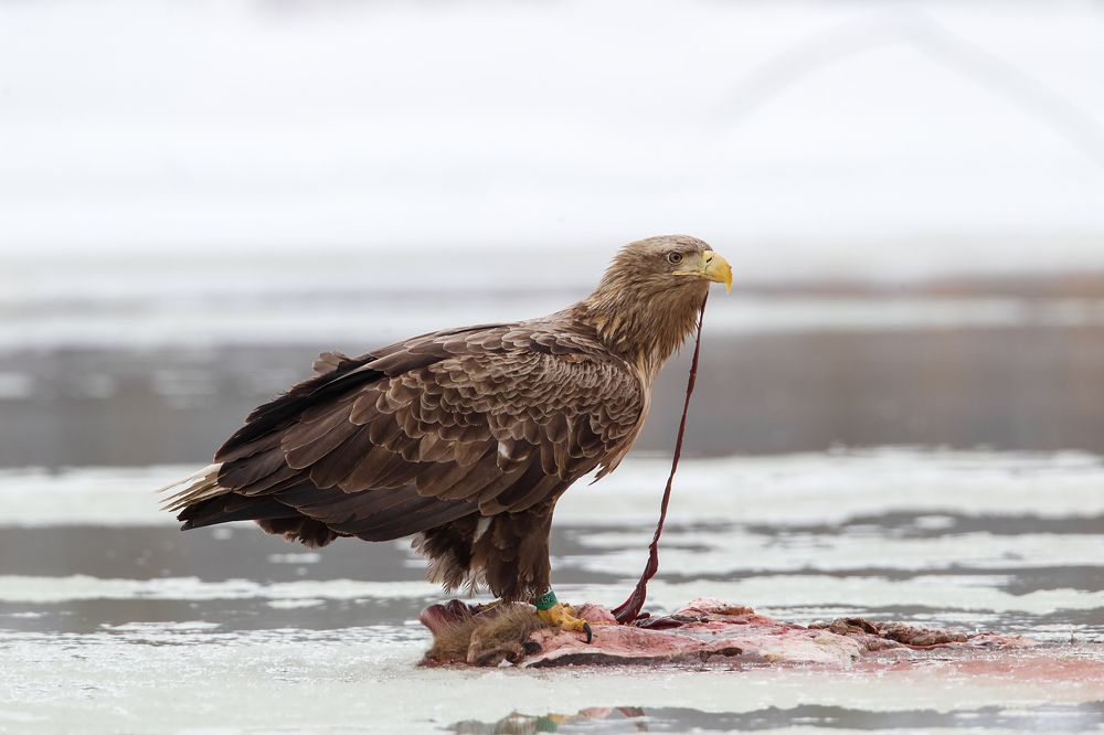 Фотография автора Lozhkin Vyacheslav