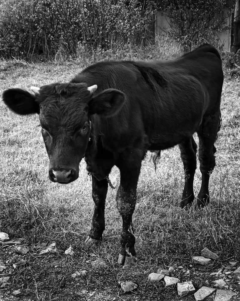 Проходите мимо... Соседский бычок...