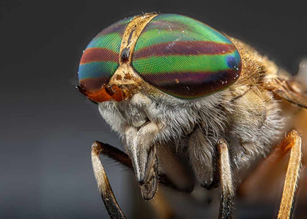 Photograph by Renato Fernandes Bandeira