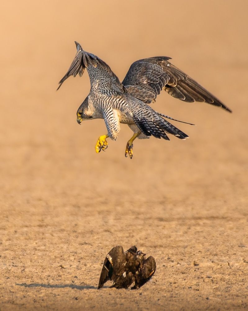 Photograph by parth kansara