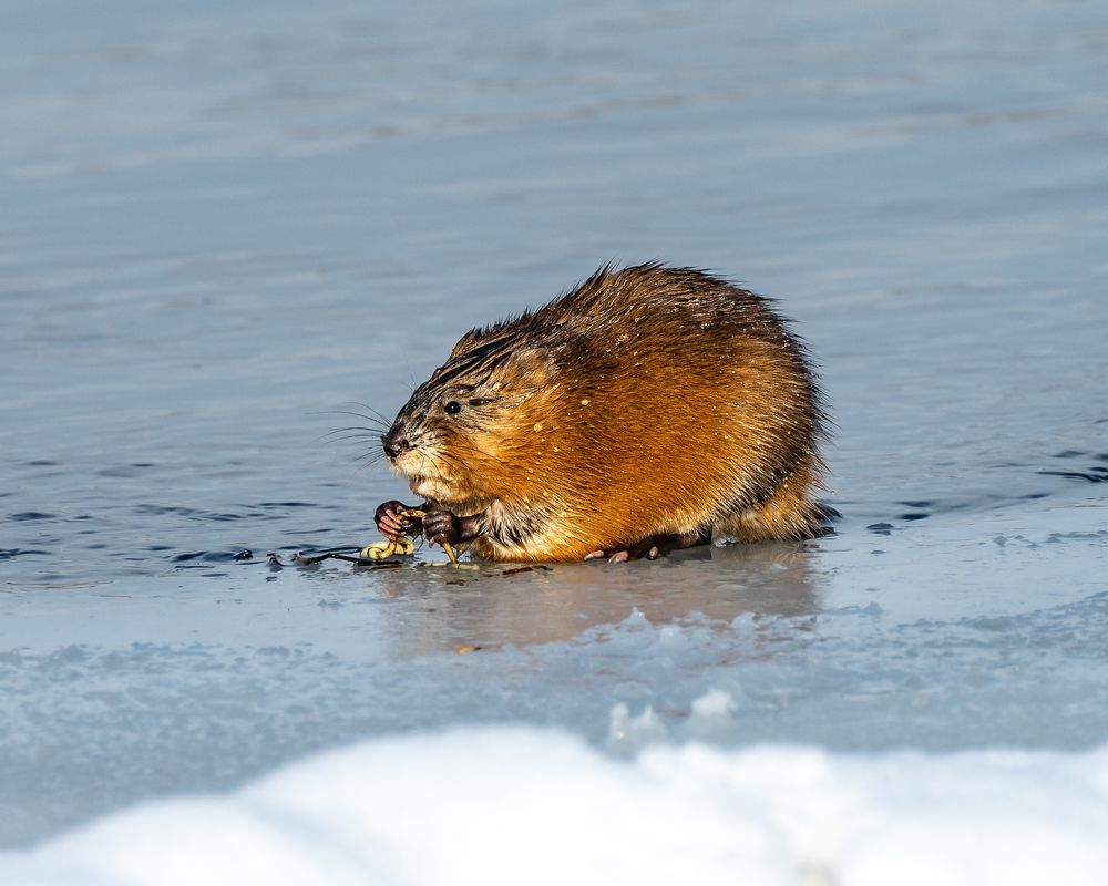 Photograph by Екатерина Дубровская