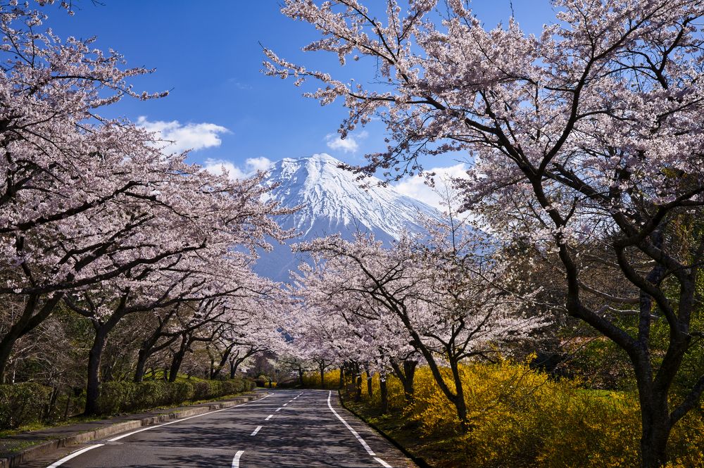 Spring road to Mt.Fuji