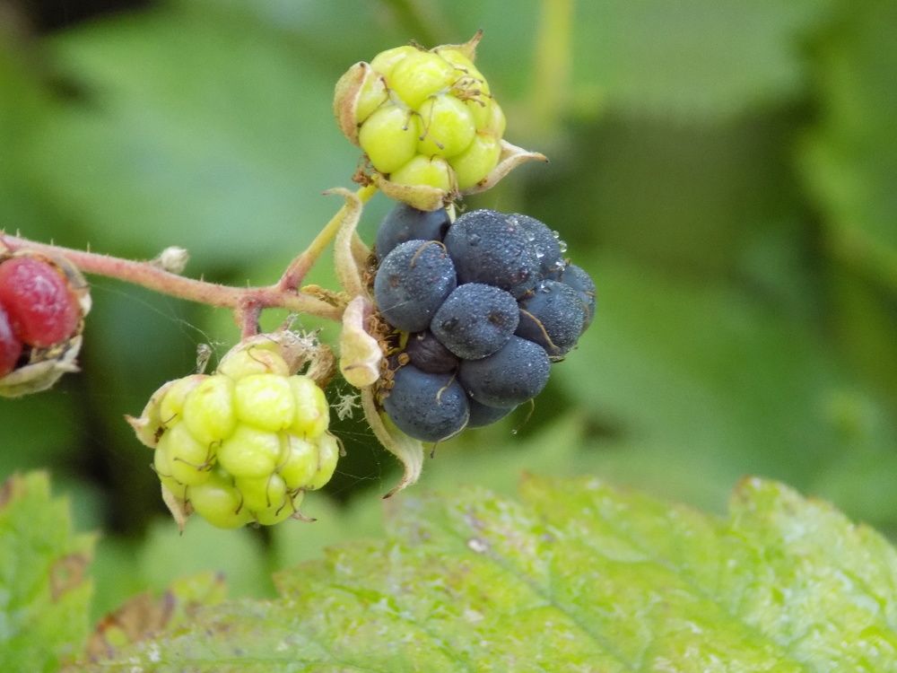 Photograph by роман меринов