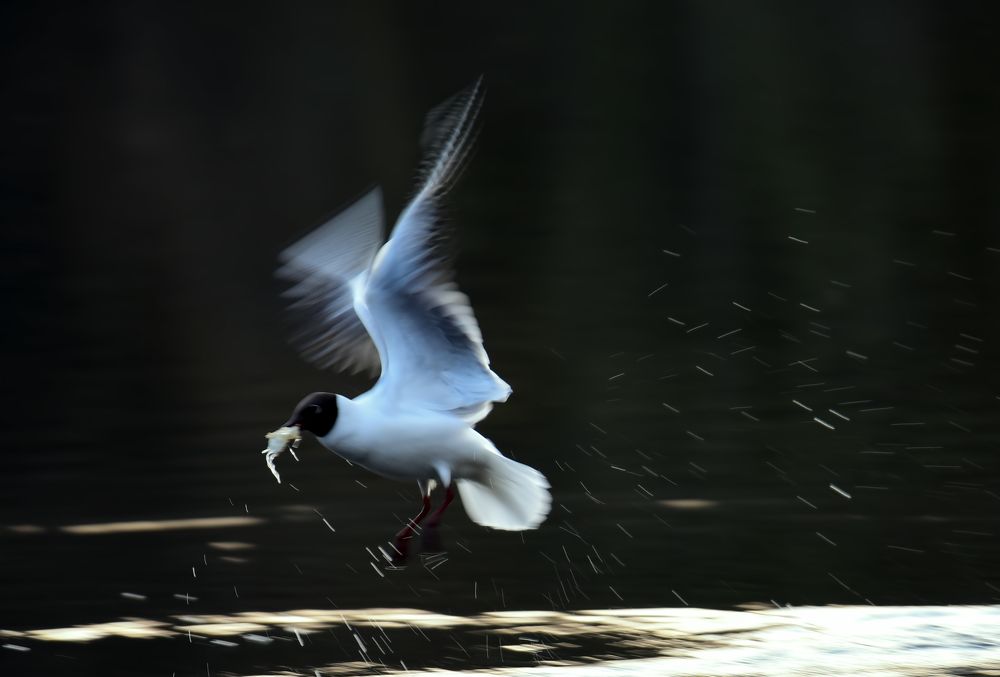 Photograph by Владислав Кравцов