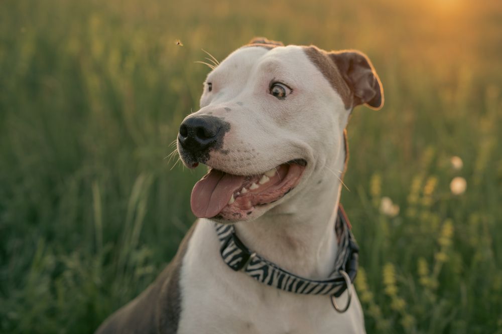 Photograph by Silvia Z.